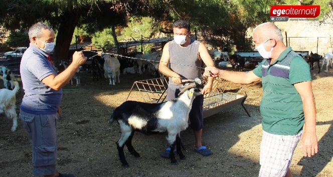 Kurban pazarlığında iple pazarlık dönemi! 