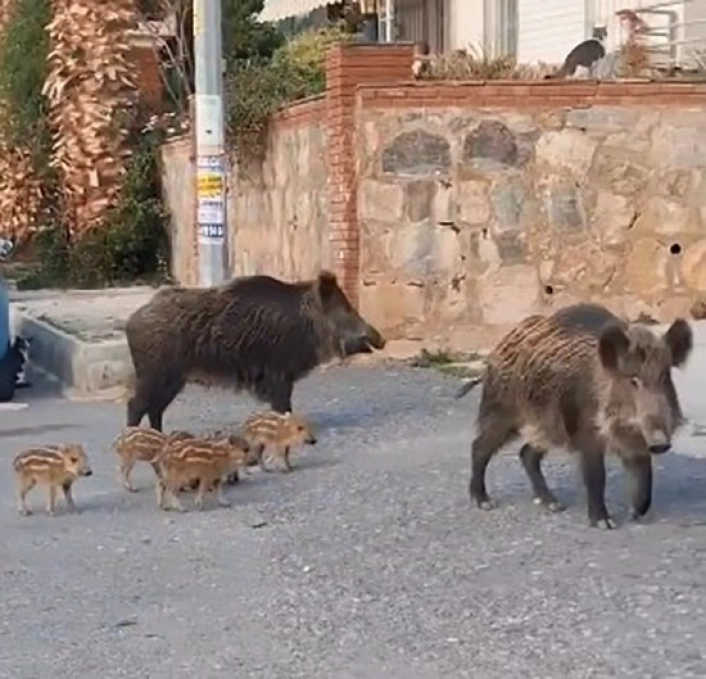 Kuşadası Kaymakamlığından yaban domuzu uyarısı: 