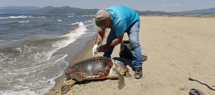 Kuşadasında deniz kaplumbağası kıyıya vurdu
