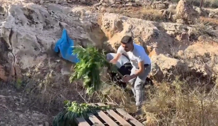 Mağaradan kenevir bitkisi çıktı
