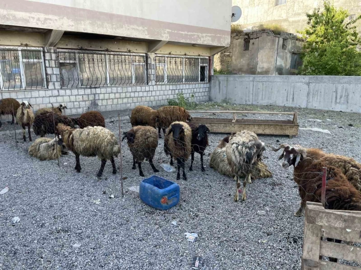 Malazgirtte küçükbaş kurbanlıklar satışa çıkarıldı

