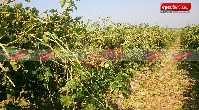 Manisa’da şiddetli yağmur üzümleri vurdu