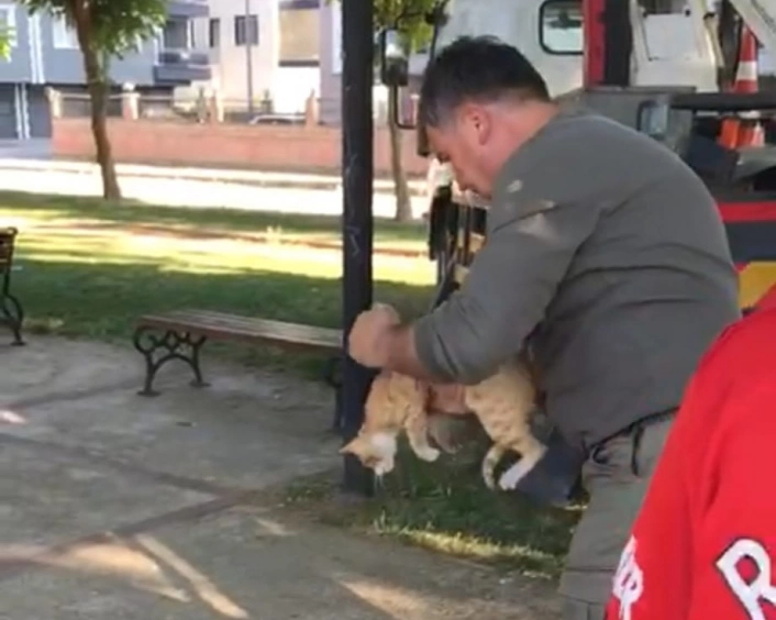 Manisada ağaçta mahsur kalan kedi kurtarıldı

