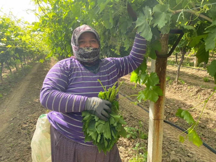 Manisada bağ yaprağı hediyelik oldu
