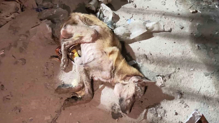 Mardinde telef olmak üzere bulunan köpek tedavi altına alındı
