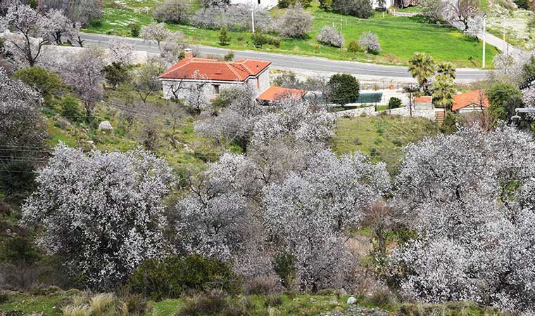 Marmaris'te badem ağaçları çiçek açtı