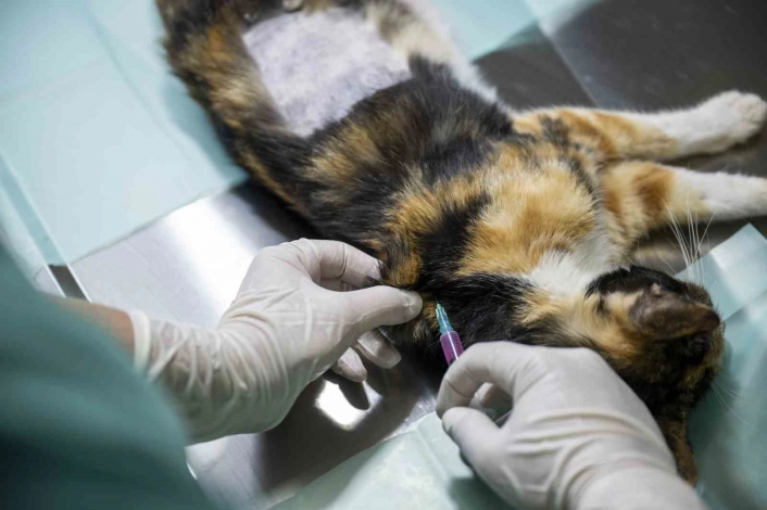 Mersindeki kedi popülasyonu kısırlaştırma merkezi ile dengeleniyor
