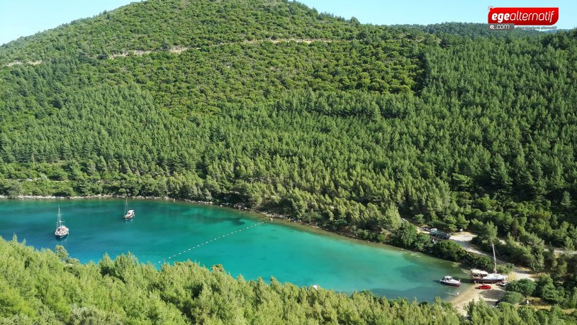 Muğla'da doğa katliamı... Talan kapısını açıldı!!!