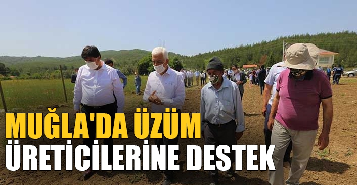 Muğla'da üzüm üreticilerine destek