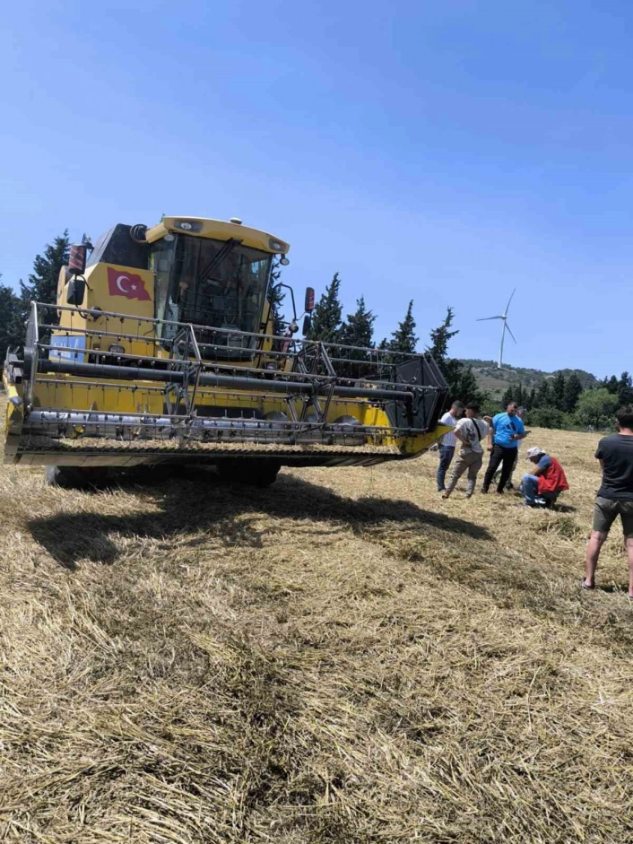 Muğlada Biçerdöverle hububat hasadı başladı
