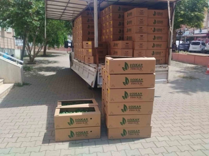 Muratlıda çiftçiye fide desteği
