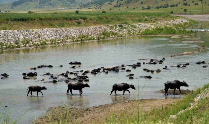 Muşta mandalar serin suya girerek hastalıklara karşı kendini koruyor
