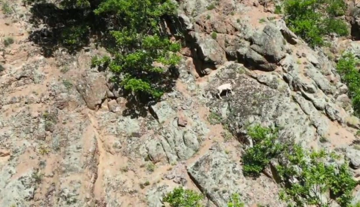Nadir rastlanılan beyaz dağ keçisi kendisini Artvinde gösterdi
