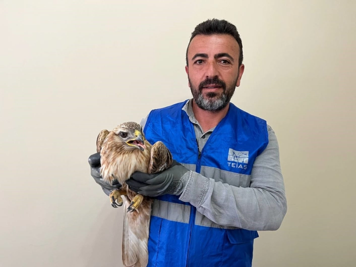 Niğdede bitkin halde bulunan kızıl şahin koruma altına alındı
