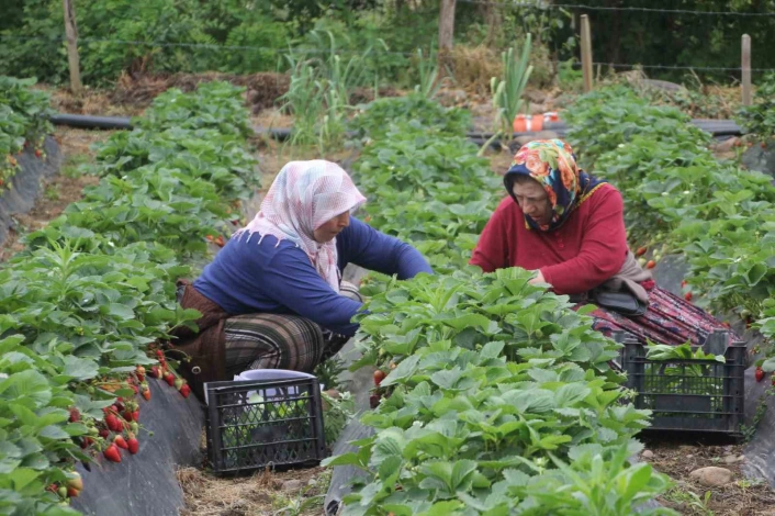 Ordunun çalışkan kadınları çilek hasadında
