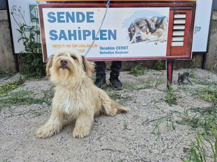 Osmaniye Belediyesinden Yuva Arayan Can Dostlarımız Sizi Bekliyor kampanyası
