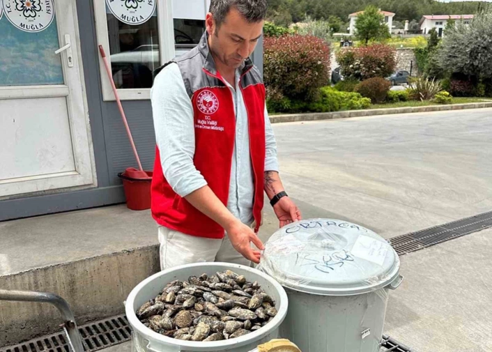 Otobüsün bagajında çöp kovasında taşınan 100 kilo midyeye el konuldu
