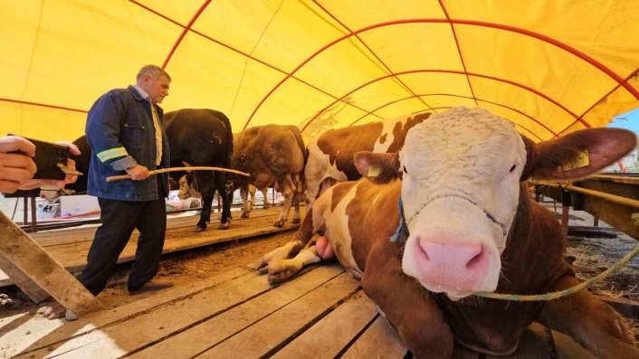 Pazarın yıldızı Yıldız oldu; 850 kiloluk kurbanlık 285 bin TLye satıldı
