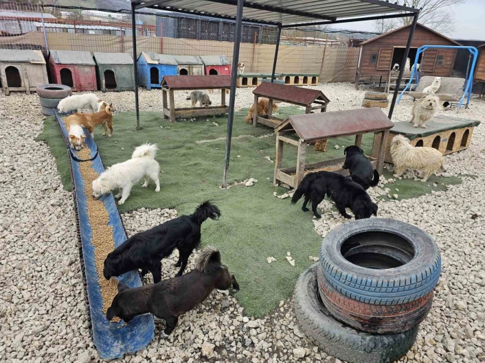 Potadan Patiye Projesi ile Hepsiburadadan sokak hayvanlarına 4 tonu aşan mama desteği
