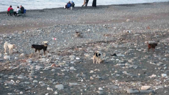 Sahile gidenler sokak köpeği tehdidi altında
