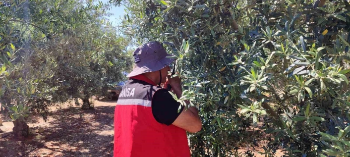 Salihlide zeytin güvesi alarmı
