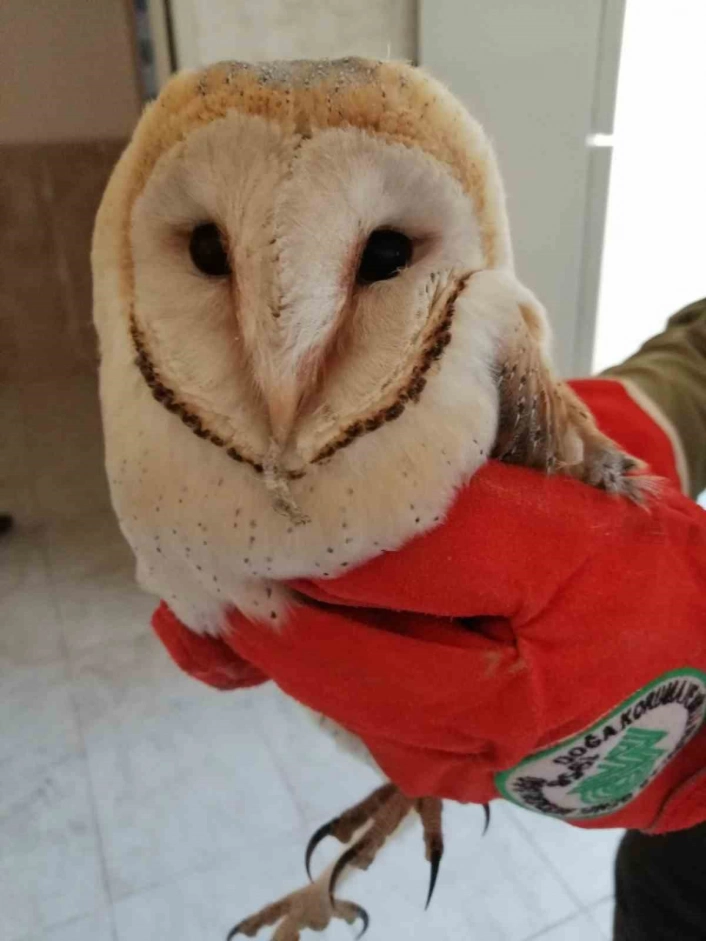 Şanlıurfada bitkin halde bulunan peçeli baykuş tedavisinin ardından doğaya salındı
