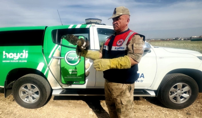 Şanlıurfada yaralı kızıl şahin tedavi altına alındı

