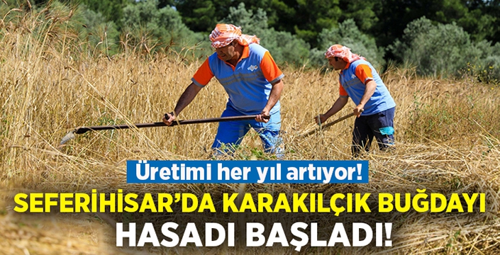 Seferihisar’da Karakılçık buğday hasadı başladı