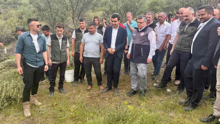 Sinopta Delice zeytinleri aşılanarak ekonomiye kazandırılıyor
