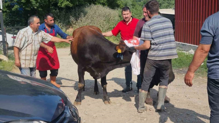 Sinopta kurbanlık kaçtı, köyde kısa süreli panik yaşandı
