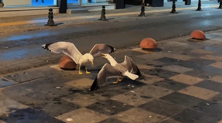 Sinopta martıların kavga anı kamerada
