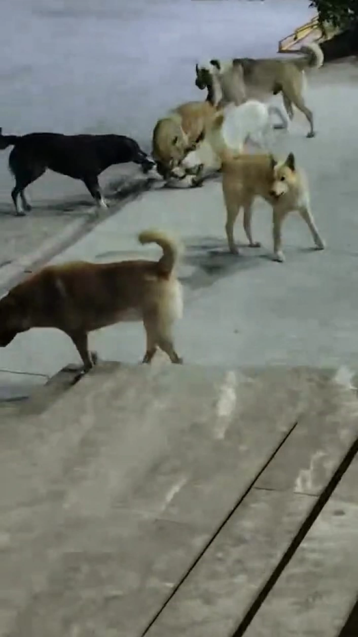 Sokak köpeklerinin saldırdığı kedi telef oldu
