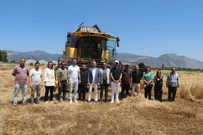 Söke Belediyesinde yeni sezonun buğday hasadı
