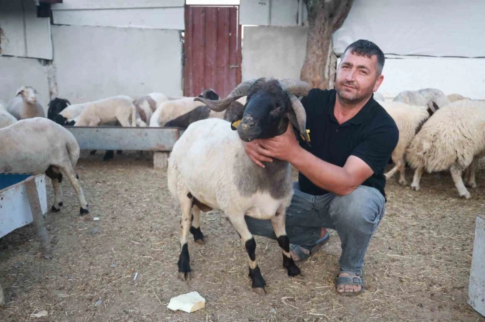 Sürüdeki 200 hayvan arasından 3 boynuzuyla ön plana çıkan ahırın süsü ilgi odağı oldu
