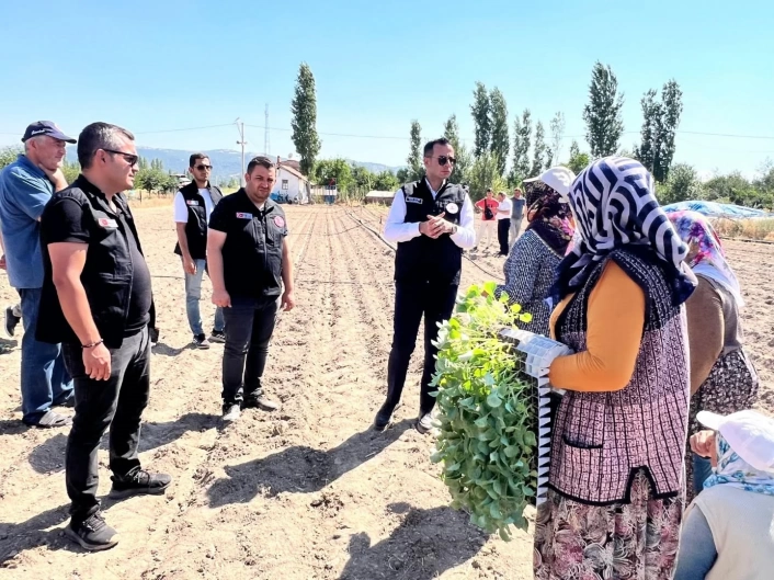 Taşolukta 862 bin brokoli fidesi toprakla buluştu

