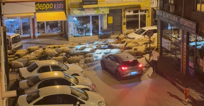 Tokatta gece başlayan yayla göçü dronla görüntülendi
