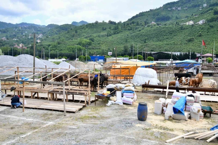 Trabzona Kurban Bayramı öncesinde kurbanlıklar gelmeye başladı
