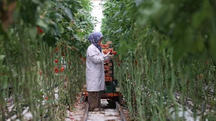 Türkiyenin jeotermal sera alanı yüzde bin 500 büyüyebilir
