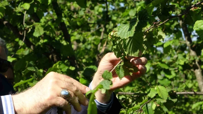TZOB Genel Başkanı Bayraktar, Giresunda zirai don incelemesinde bulundu
