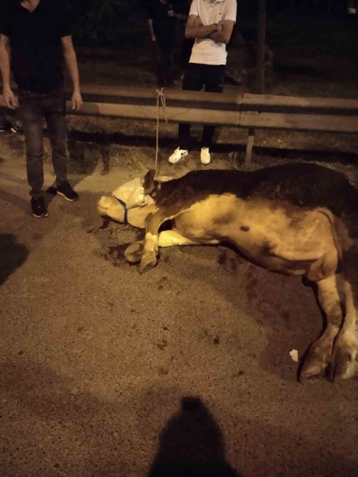 Ümraniyede kamyonetten yola atlayan kurbanlık dananın ayağı kırıldı
