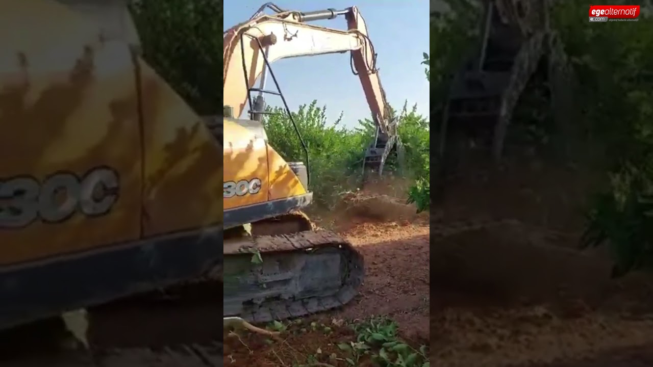 Binlerce limon ağacı kesildi! Vahim tablo ile karşı karşıyayız... 