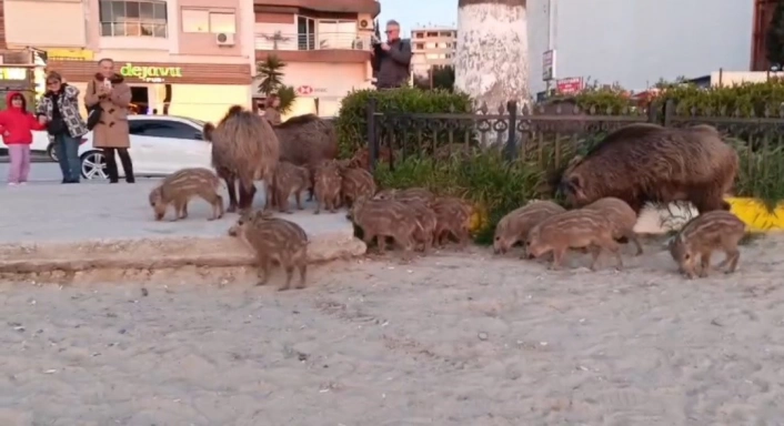 Yaban domuzlarını elle beslemeyin uyarısı
