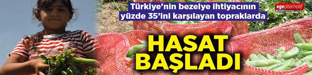 “Yaklaşık 5 bin dekar alanda bir bezelye ekimi var”