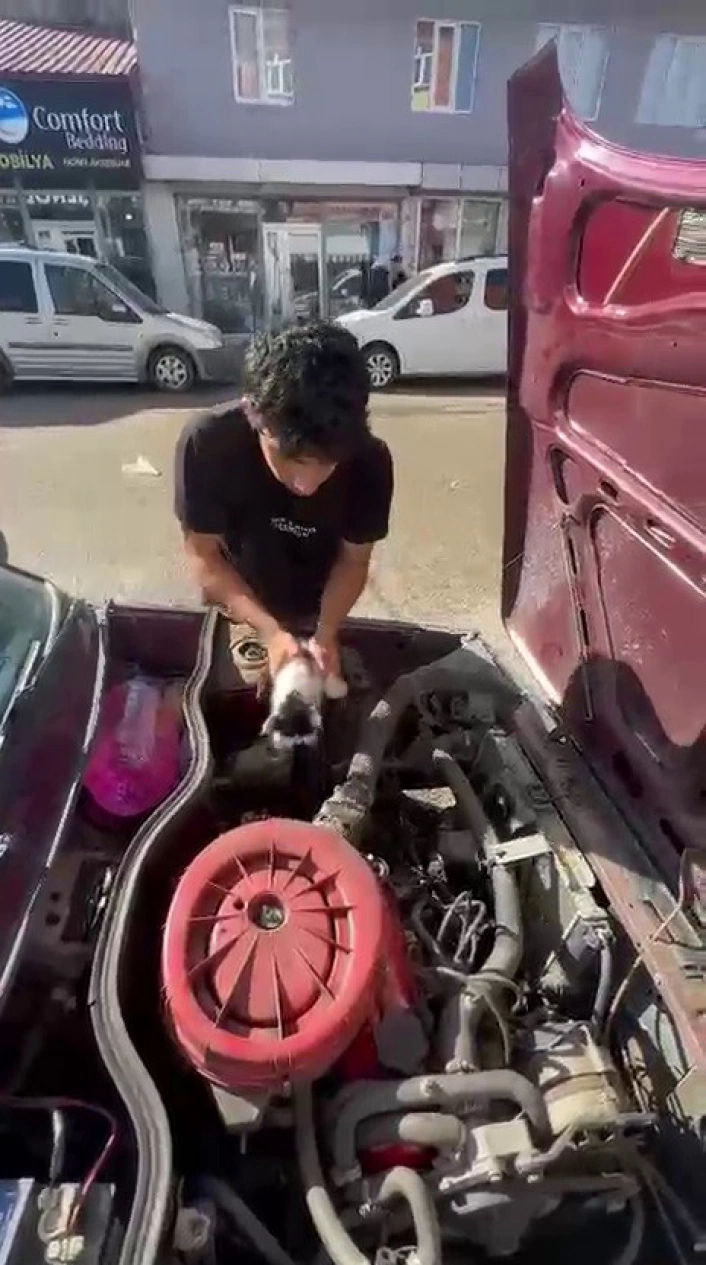 Yavru kedi otomobilin motor bölümünde sıkıştı
