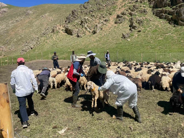Yüksekovada şap hastalığına karşı aşılama çalışması
